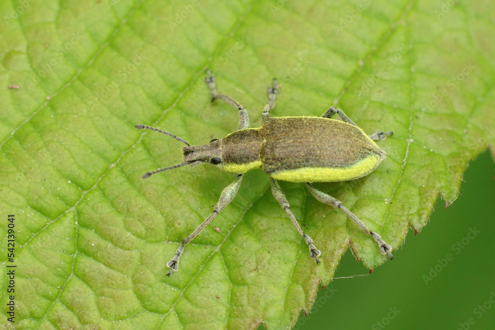 Closeup on a Yellow banded leaf weevil, Chlorophanus viridis sitting Closeup on a Yellow banded leaf weevil, Chlorophanus viridis sitting