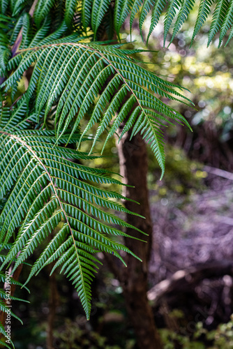 Two ponga fern fronds jump out of the undergrowth