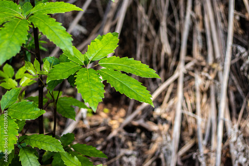 A green five finger plant grows against a brown background