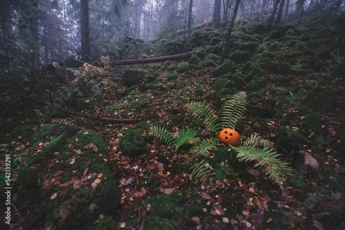 Pumpkin hiding  in the forest