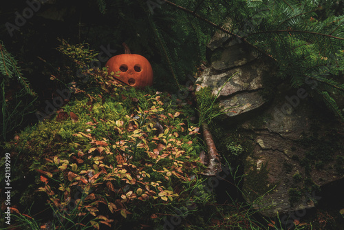 autumn in the forest