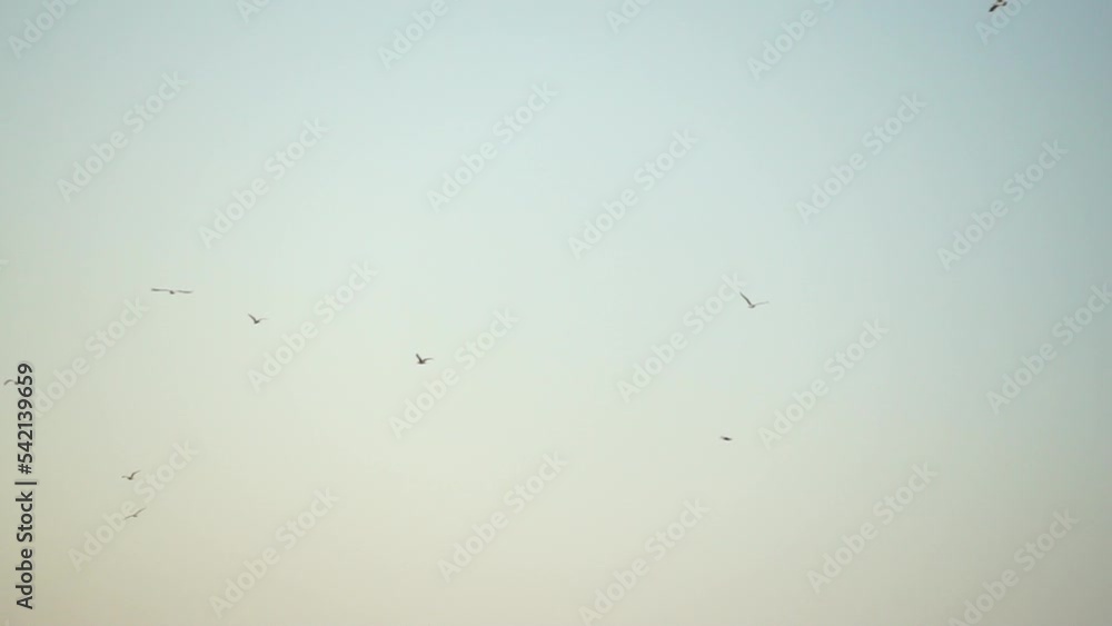 Seagulls flying in sunset sky. A flock of the seagull birds flies under a dark sky after sunset, over the sea along the rocky coast. Freedom concept Seagulls flying in sunset sky. A flock of the seagull birds flies under a dark sky after sunset, over the sea along the rocky coast. Freedom concept