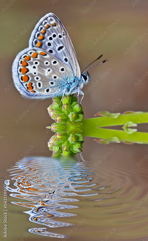 mariposa en una flor reflejada en el agua Stock Photo | Adobe Stock