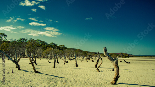 dead trees at low tide 2