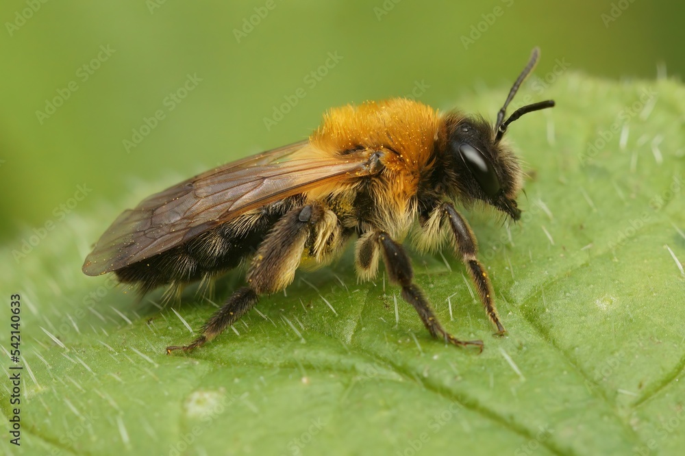 Closeup on a furry brown female grey-patched mining bee, Andrena nitida sitting on a green leaf Closeup on a furry brown female grey-patched mining bee, Andrena nitida sitting on a green leaf
