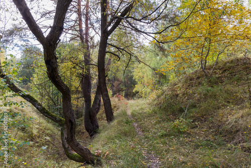 Fragment of forest with trees with crooked trunks on foreground