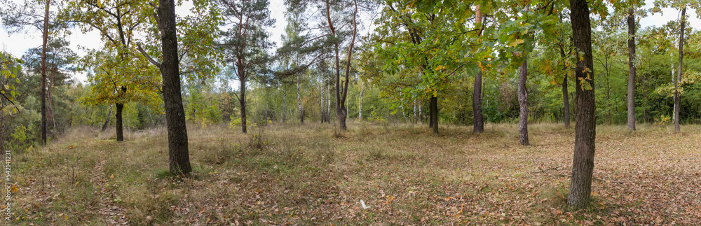 Naklejka premium Panorama of the sparse deciduous and coniferous forest at autumn