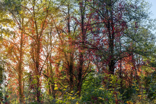 Maiden grapes stems creeping along the trees trunks in autumn