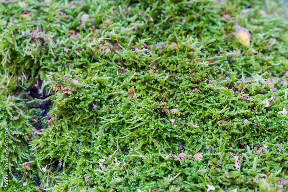 Green moss in overcast weather, close-up in selective focus Green moss in overcast weather, close-up in selective focus