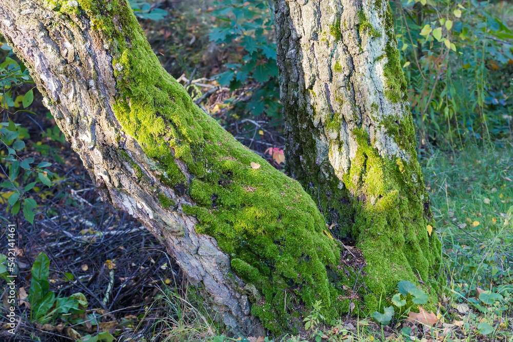 Green moss on tree trunks in overcast weather, close-up Green moss on tree trunks in overcast weather, close-up