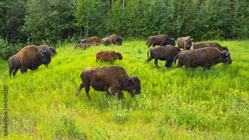 Bisons at the road in Yukon,Canada,North America 