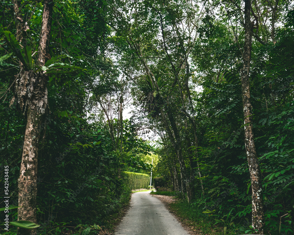 Fototapeta premium Natural tunnel through the rainforest trees in a village.