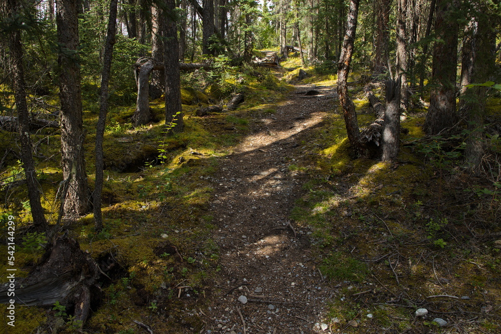 Fototapeta premium Hiking trail to Salt Lick in Muncho Lake Provincial Park,British Columbia,Canada,North America 