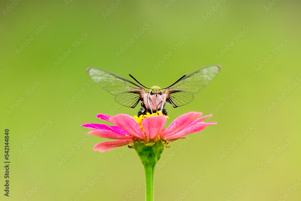 Close-up of a beautiful broad-bordered bee Hawk Moth next to flower Close-up of a beautiful broad-bordered bee Hawk Moth next to flower