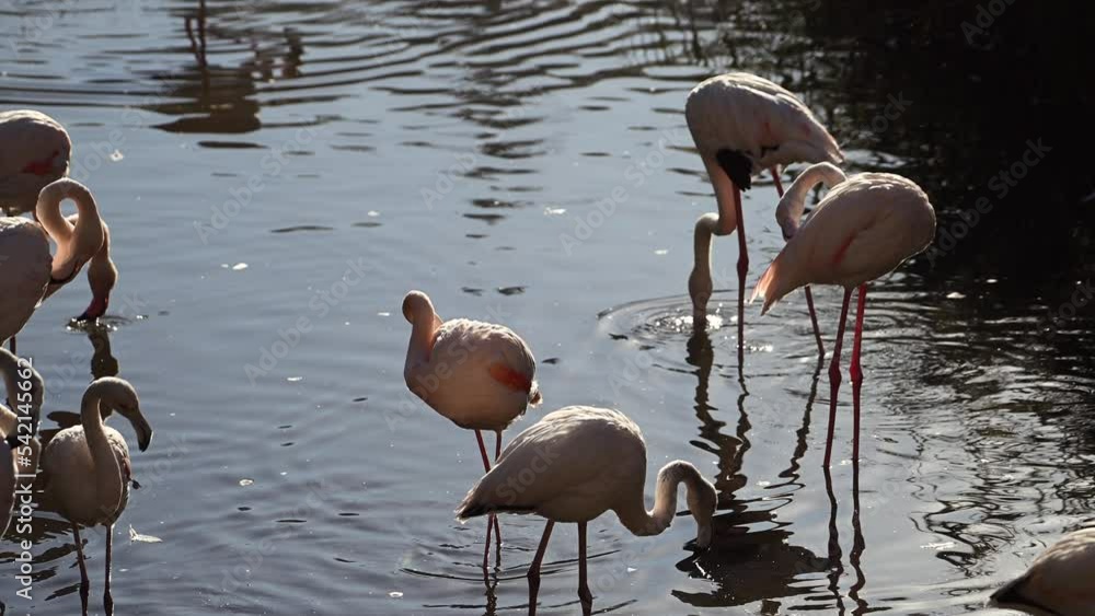 flock of Pink flamingos at sunrise rays in pink wild lake at national