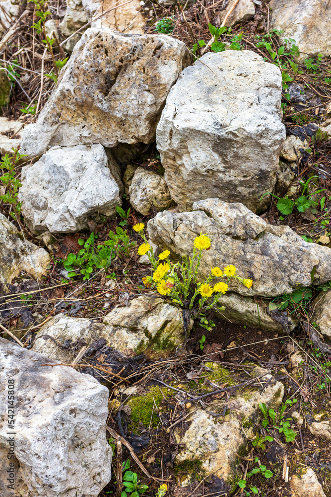 spring, the first flowers blooming in natural areas, protected plants and flowers in nature.