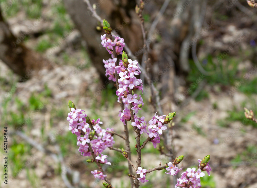 spring, the first flowers blooming in natural areas, protected plants and flowers in nature. spring, the first flowers blooming in natural areas, protected plants and flowers in nature.