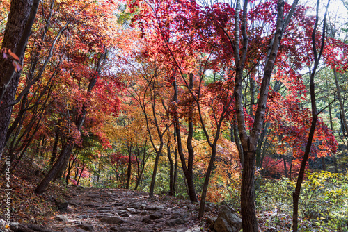 Autumn leaves in the forest at Mt. Myongsungsan, Pocheon, Kyonggido, Korea