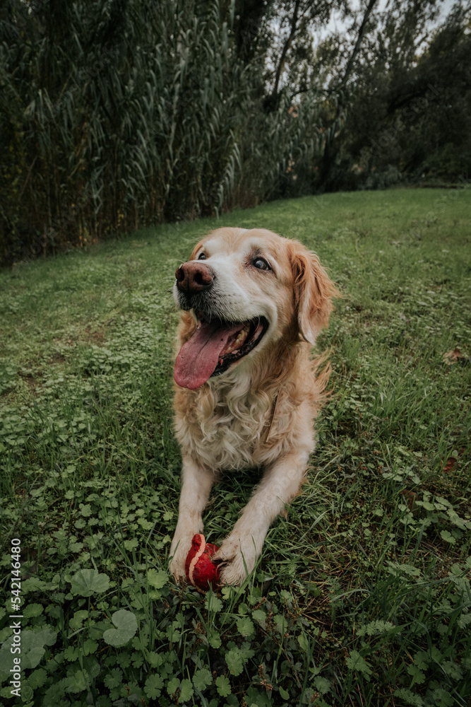 Gran angulular de perro con pelota roja en las patas y fondo de plantas silvestres.
