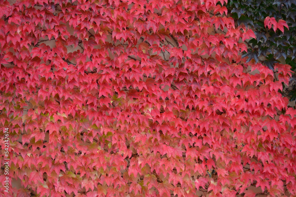 Lots of red leaves riding on each other Lots of red leaves riding on each other