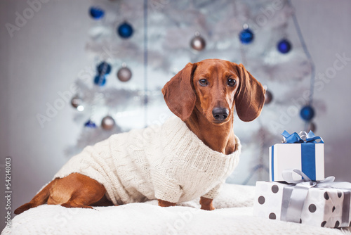 elegant dachshund in a white sweater near the gifts under the New Year tree photo