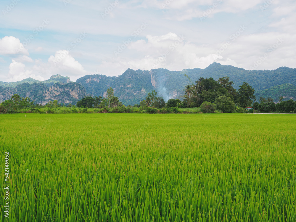 Green rice field with mountain background at the countryside of Thailand