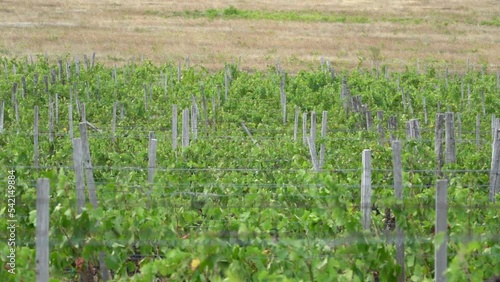 vine