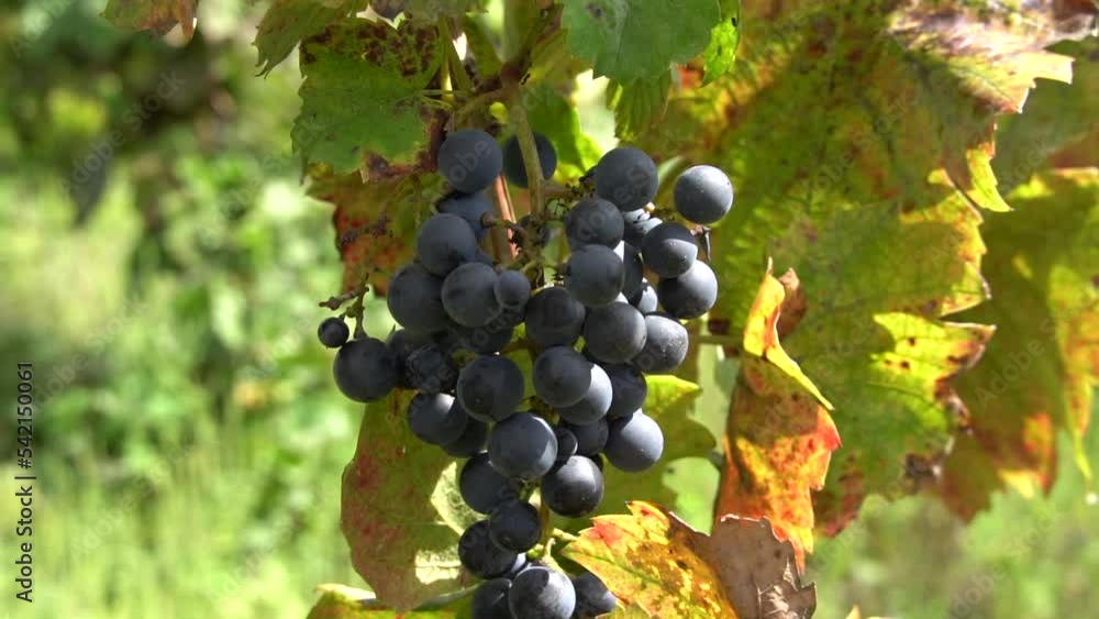 red grapes on vine sunset fall harvesting red grapes on vine sunset fall harvesting