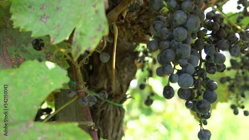 red grapes on vine sunset fall harvesting