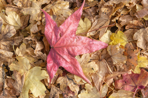  beautiful  leaves in the forest