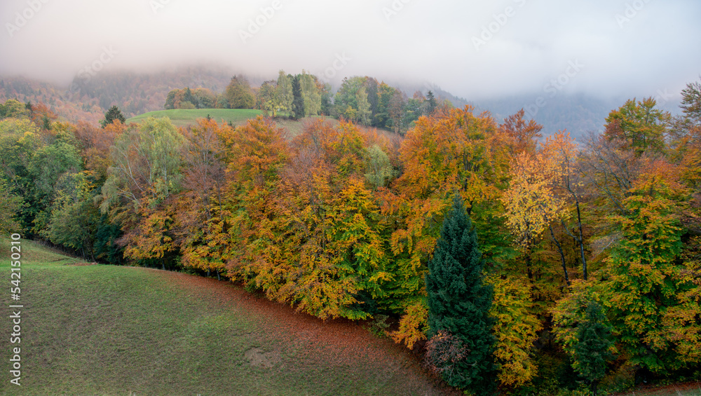 Fototapeta premium hill with trees