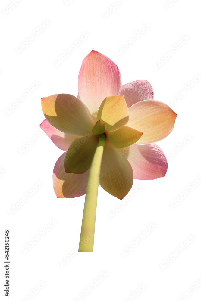 pink lotus flower isolated on white background. This has clipping path. pink lotus flower isolated on white background. This has clipping path.