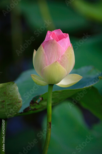 Pink lotus flower plants in pond. 