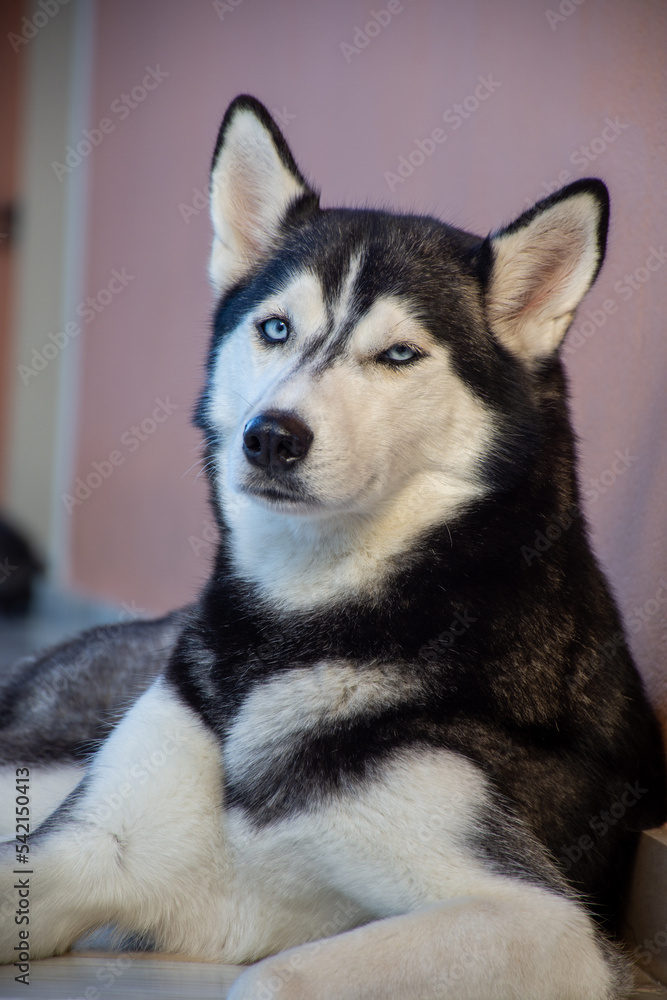 portrait of  beautiful siberian husky dog