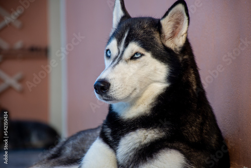 portrait of beautiful siberian husky dog