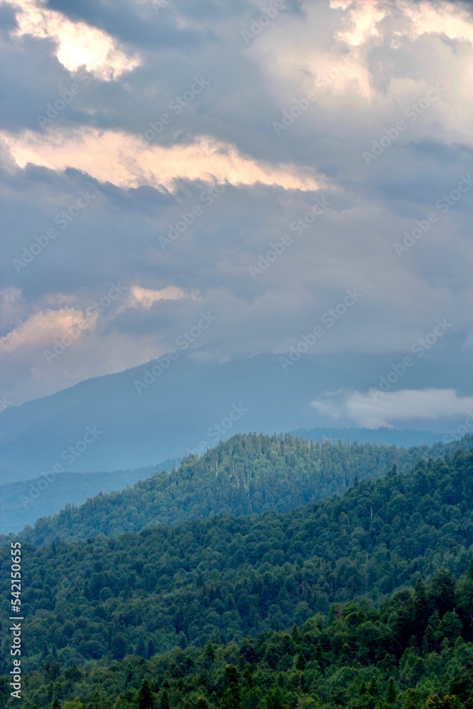Forest in mountains Forest in mountains