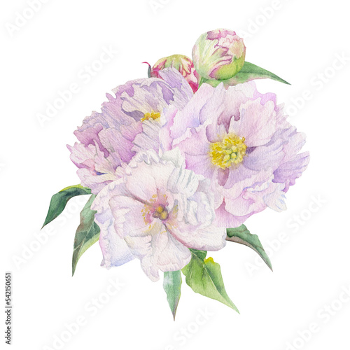 Watercolor bouquet arrangement with hand drawn delicate pink peony flowers, buds and leaves. Isolated on white background. For invitations, wedding, love or greeting cards, paper, print, textile