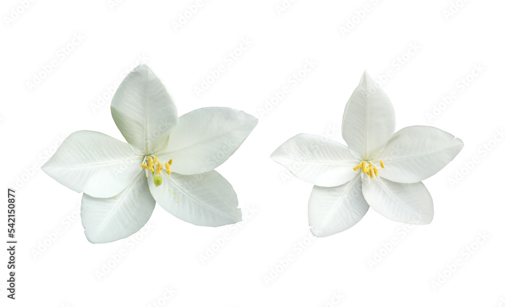 Isolated Bauhinia purpurea flower with clipping paths