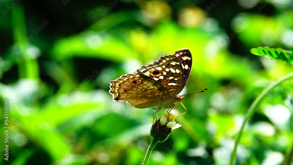 HD 1080p 250fps slow motion Thai beautiful butterfly on meadow flowers nature outdoor HD 1080p 250fps slow motion Thai beautiful butterfly on meadow flowers nature outdoor