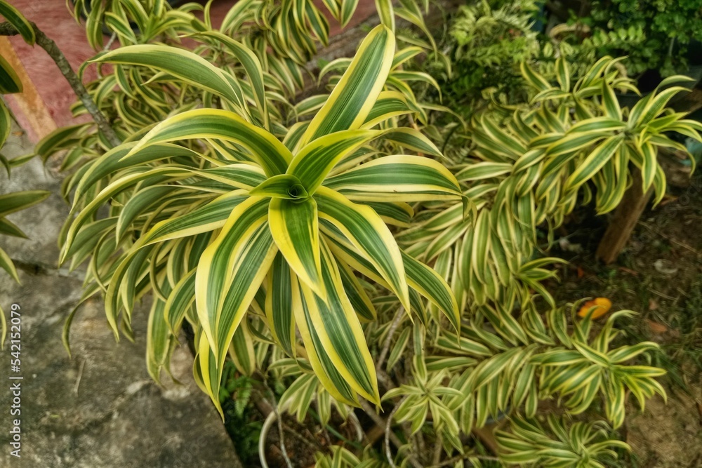 One of my houseplants at home One of my houseplants at home