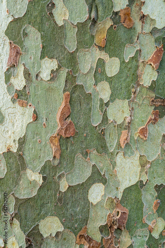 Canvas Print Closeup view of plane tree bark - army camouflage style textured green backgroun
