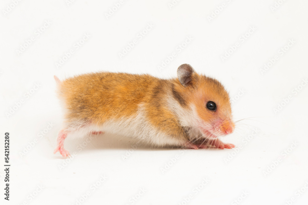 Syrian hamster Mesocricetus auratus isolated on a white background
Syrian hamster Mesocricetus auratus isolated on a white background