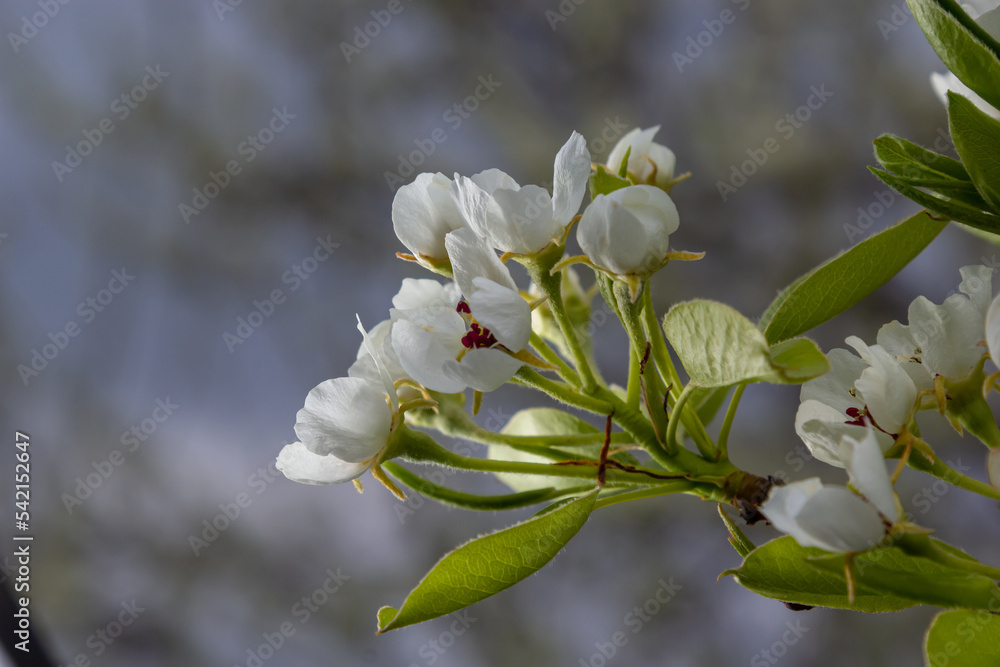 Blooming pear branch against the blue sky. Pear blossoms with small white flowers. Spring flowering of fruit trees. Blurred background Blooming pear branch against the blue sky. Pear blossoms with small white flowers. Spring flowering of fruit trees. Blurred background