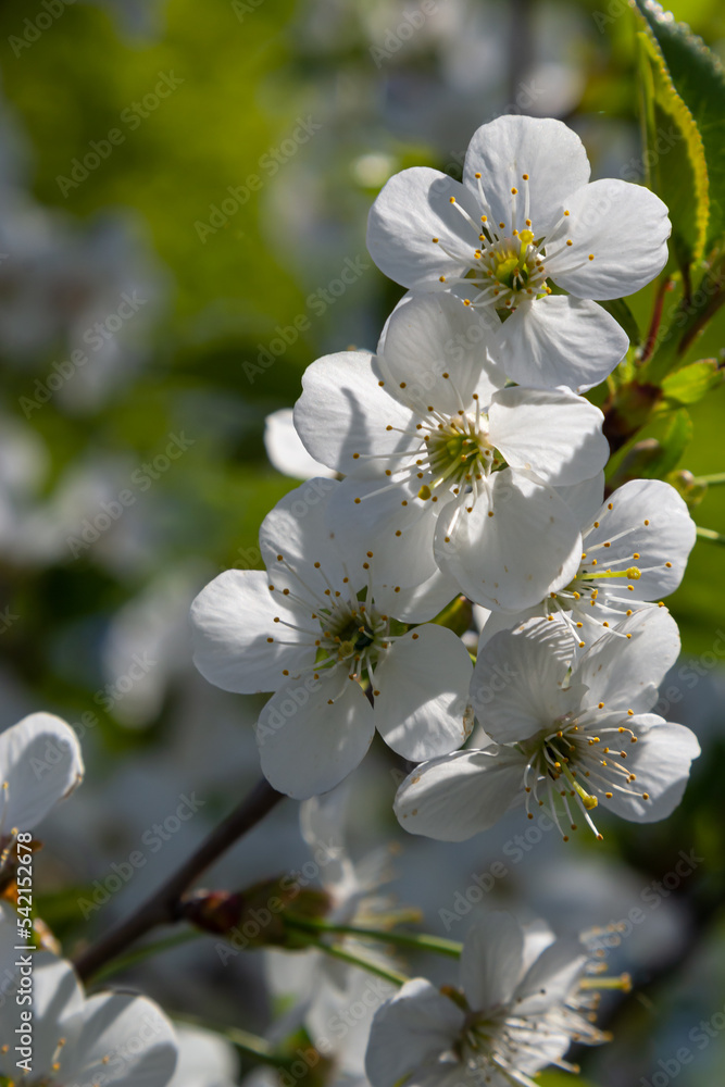 Obraz premium Blooming cherry tree in the spring garden. Close up of white flowers on a tree. Spring background