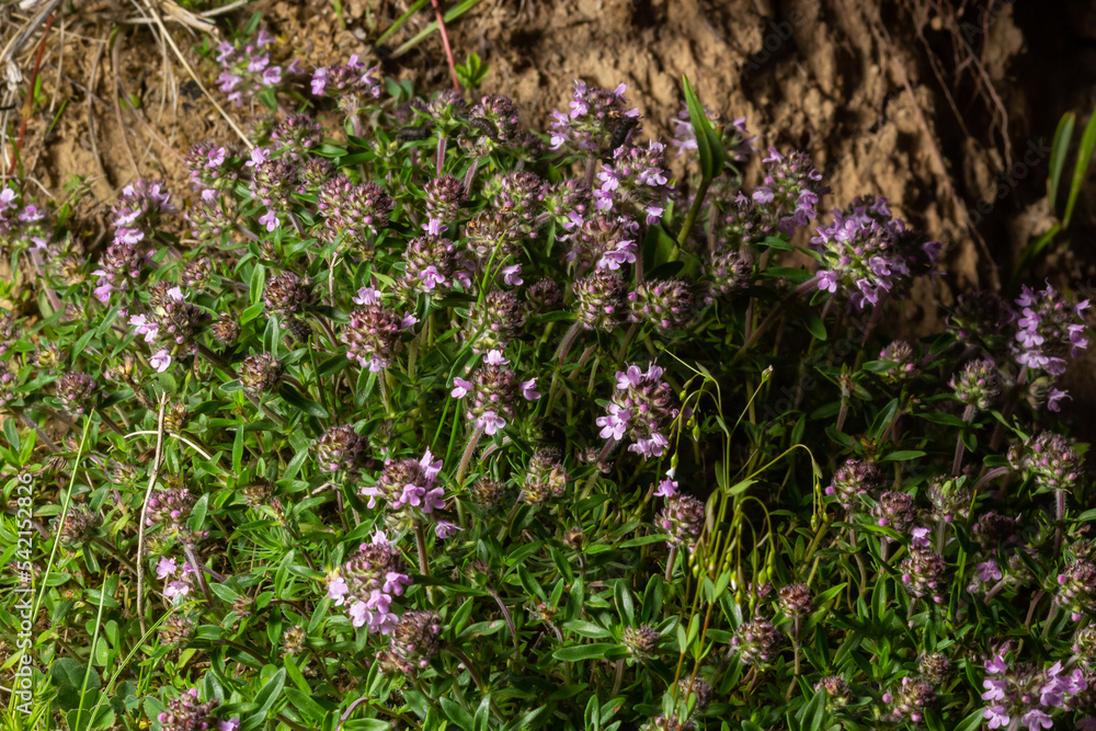 The macrophoto of herb Thymus serpyllum, Breckland thyme. Breckland wild thyme, creeping thyme, or elfin thyme blossoms close up. Natural medicine. Culinary ingredient and fragrant spice in habitat The macrophoto of herb Thymus serpyllum, Breckland thyme. Breckland wild thyme, creeping thyme, or elfin thyme blossoms close up. Natural medicine. Culinary ingredient and fragrant spice in habitat