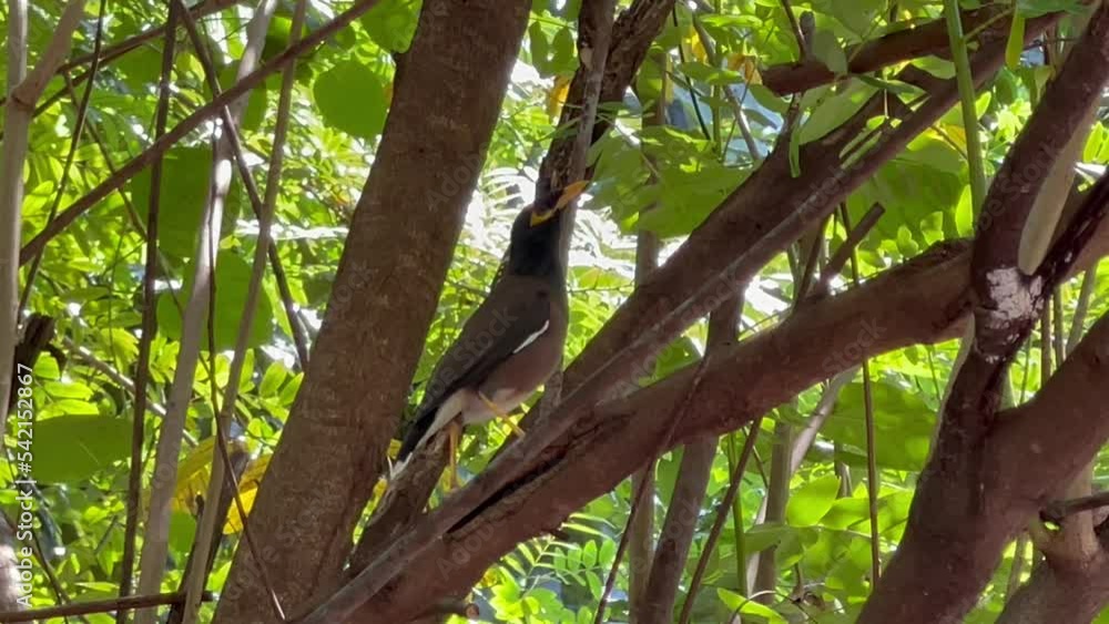 Common Myna bird do natural moving and perching in branch of tree in the park. Common Myna bird do natural moving and perching in branch of tree in the park.