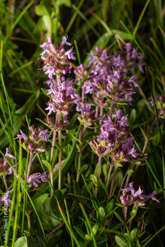 The macrophoto of herb Thymus serpyllum  Breckland thyme. Breckland wild thyme  creeping thyme  or elfin thyme blossoms close up. Natural medicine. Culinary ingredient and fragrant spice in habitat