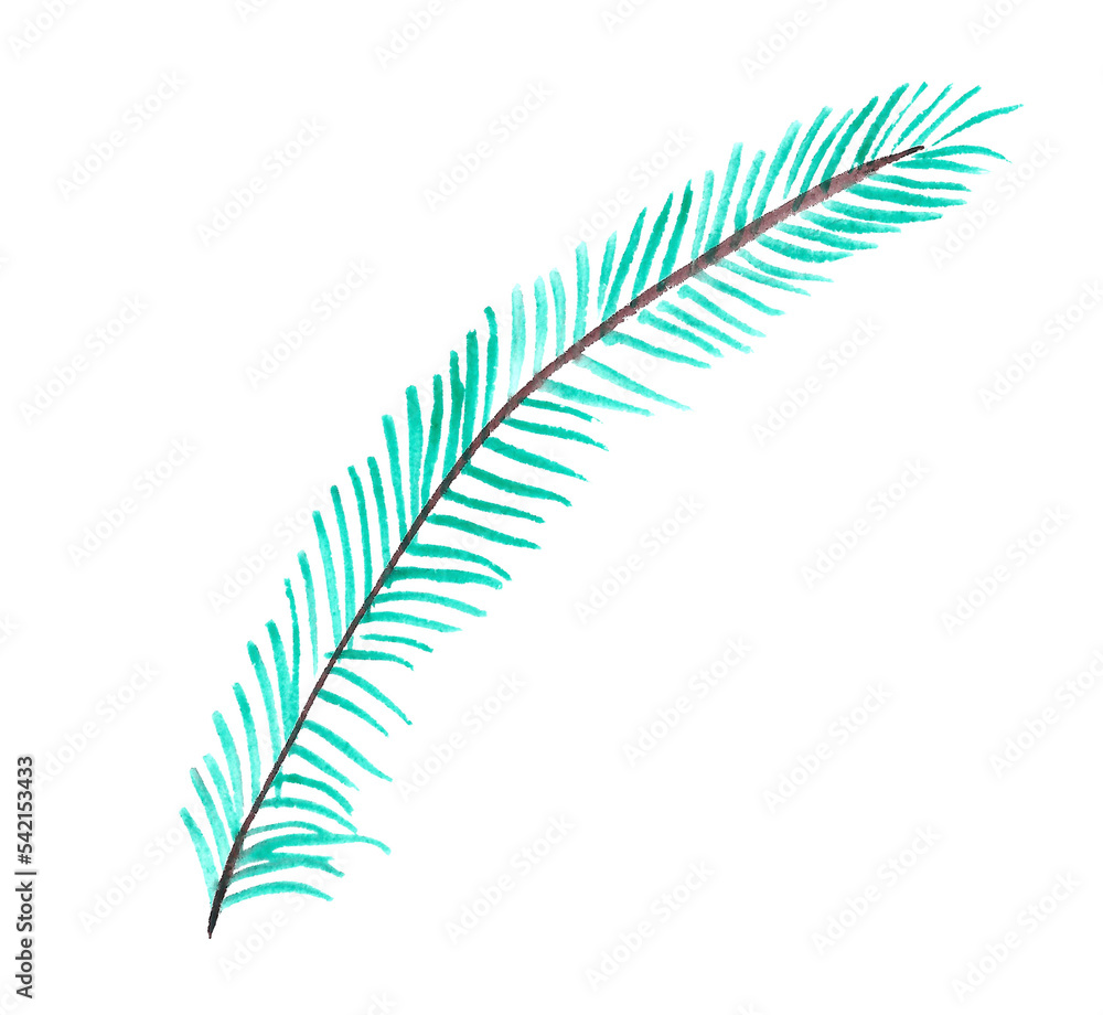 Hand-drawn fir branch.Isolated illustration in png.Decorative element for the design of invitations,Christmas cards,banners,promotional materials Hand-drawn fir branch.Isolated illustration in png.Decorative element for the design of invitations,Christmas cards,banners,promotional materials
