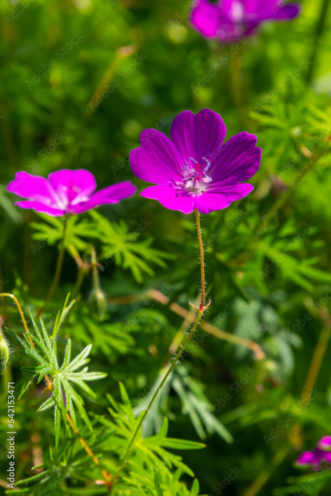 Purple flowers of Wild Geranium maculatum close up. Spring nature, spring garden. Geranium maculatum, the wild geranium is a perennial plant native to woodland Purple flowers of Wild Geranium maculatum close up. Spring nature, spring garden. Geranium maculatum, the wild geranium is a perennial plant native to woodland