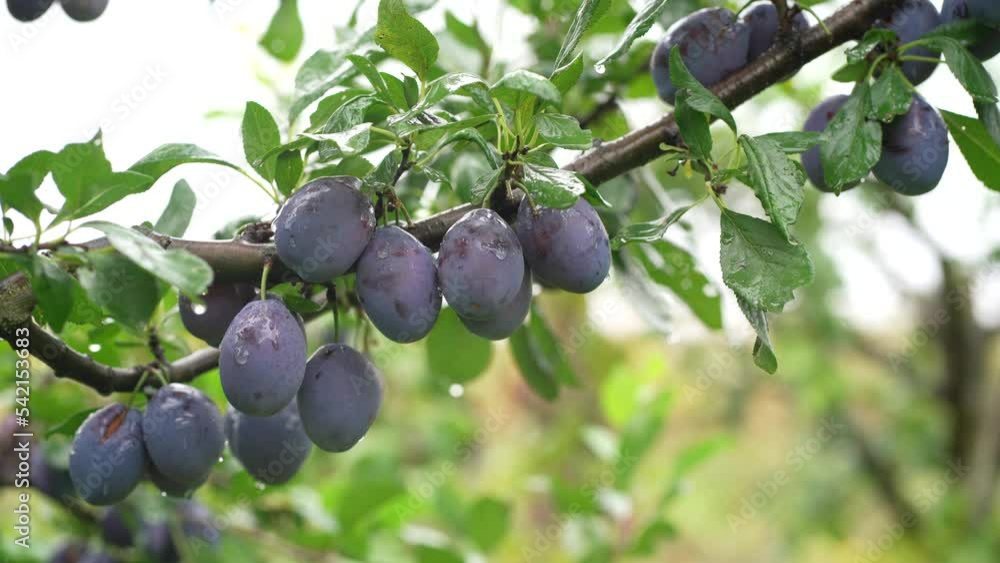 branch with plums.Ripe plums on a tree branch in the orchard.Plums growing on the tree branch with plums.Ripe plums on a tree branch in the orchard.Plums growing on the tree